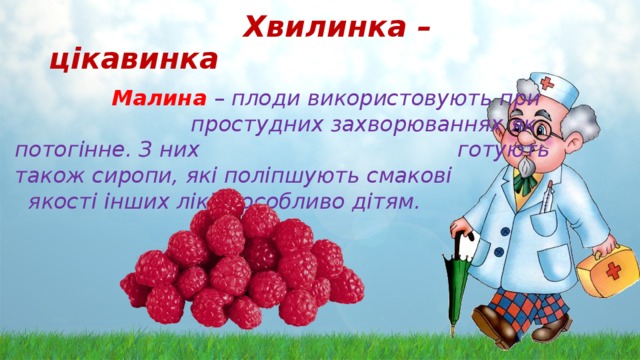  Хвилинка – цікавинка  Малина  – плоди використовують при простудних захворюваннях як потогінне. З них готують також сиропи, які поліпшують смакові якості інших ліків, особливо дітям.    