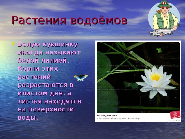 Растения водоёмов Белую кувшинку иногда называют белой лилией. Корни этих растений разрастаются в илистом дне, а листья находятся на поверхности воды. 