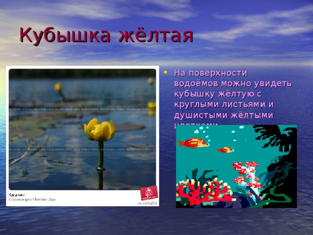 Кубышка жёлтая На поверхности водоёмов можно увидеть кубышку жёлтую с круглыми листьями и душистыми жёлтыми цветками. 