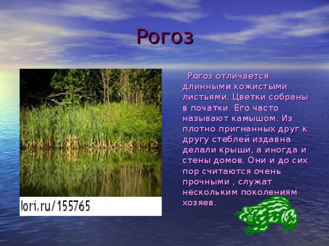 Рогоз  Рогоз отличается длинными кожистыми листьями. Цветки собраны в початки. Его часто называют камышом. Из плотно пригнанных друг к другу стеблей издавна делали крыши, а иногда и стены домов. Они и до сих пор считаются очень прочными , служат нескольким поколениям хозяев. 