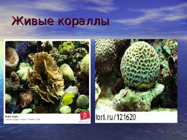 Живые кораллы 