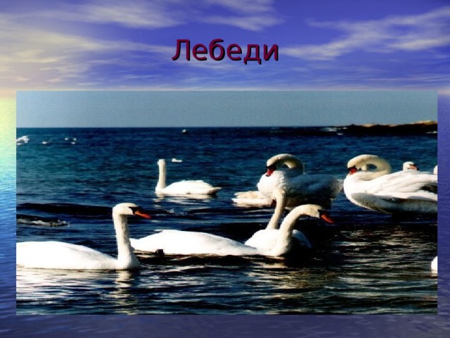 Лебеди 