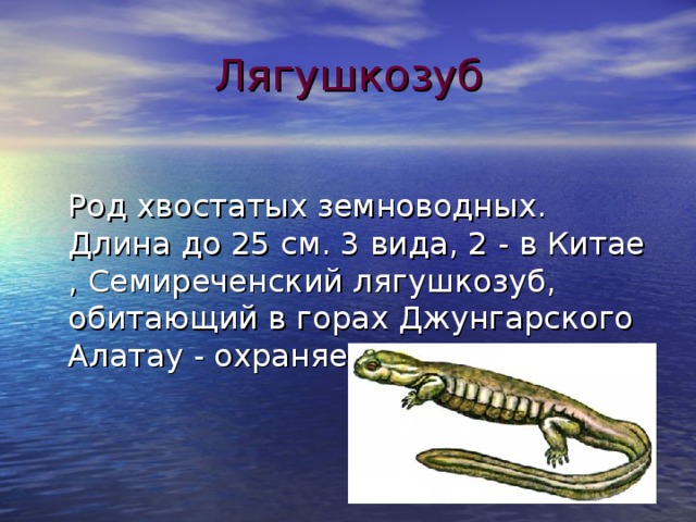 Лягушкозуб  Род хвостатых земноводных. Длина до 25 см. 3 вида, 2 - в Китае , Семиреченский лягушкозуб, обитающий в горах Джунгарского Алатау - охраняется.   