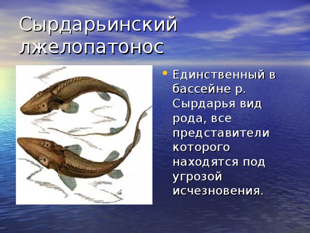 Сырдарьинский лжелопатонос Единственный в бассейне р. Сырдарья вид рода, все представители которого находятся под угрозой исчезновения. 