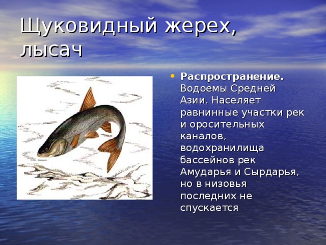 Щуковидный жерех, лысач Распространение. Водоемы Средней Азии. Населяет равнинные участки рек и оросительных каналов, водохранилища бассейнов рек Амударья и Сырдарья, но в низовья последних не спускается 