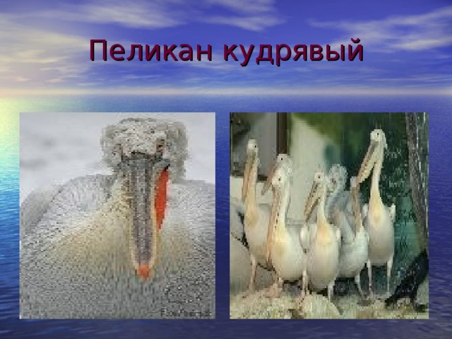 Пеликан кудрявый 