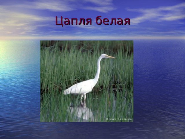 Цапля белая 