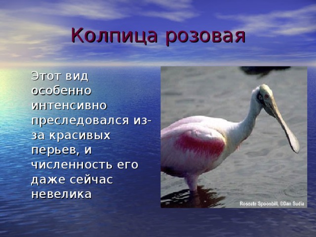 Колпица розовая  Этот вид особенно интенсивно преследовался из-за красивых перьев, и численность его даже сейчас невелика 