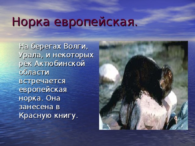 Норка европейская.  На берегах Волги, Урала, и некоторых рек Актюбинской области встречается европейская норка. Она занесена в Красную книгу. 