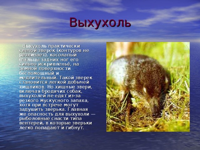 Выхухоль  Выхухоль практически слепой зверек (контуров не различает), косолапый (пальцы задних ног его сильно искривлены), на земной поверхности беспомощный и медлительный. Такой зверек становится легкой добычей хищников. Но хищные звери, включая бродячих собак, выхухолей не едят из-за резкого мускусного запаха, хотя при встрече могут задушить зверька. Главная же опасность для выхухоли — рыболовные снасти типа вентерей, в которые зверьки легко попадают и гибнут. 