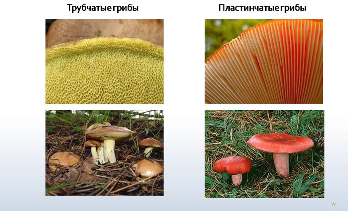 Чем трубчатые грибы отличаются от пластинчатых. Грибы Шляпочные и трубчатые. Шляпочные трубчатые съедобные грибы. Трубчатые и пластинчатые грибы. Несъедобные трубчатые грибы.