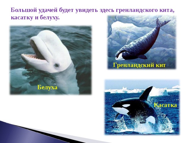 Какие отношения между китом и тунцом. Дельфин и косатка и Белуха. Касатка Дельфин Белуха кит. Синий кит Белуха Касатка Кашалот. Гренландский кит.