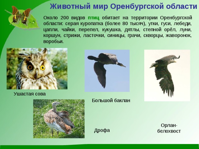 Животный мир Оренбургской области Около 200 видов птиц обитает на территории Оренбургской области: серая куропатка (более 80 тысяч), утки, гуси, лебеди, цапли, чайки, перепел, кукушка, дятлы, степной орёл, луни, коршун, стрижи, ласточки, синицы, грачи, скворцы, жаворонок, воробьи. Ушастая сова Большой баклан Орлан-белохвост Дрофа 