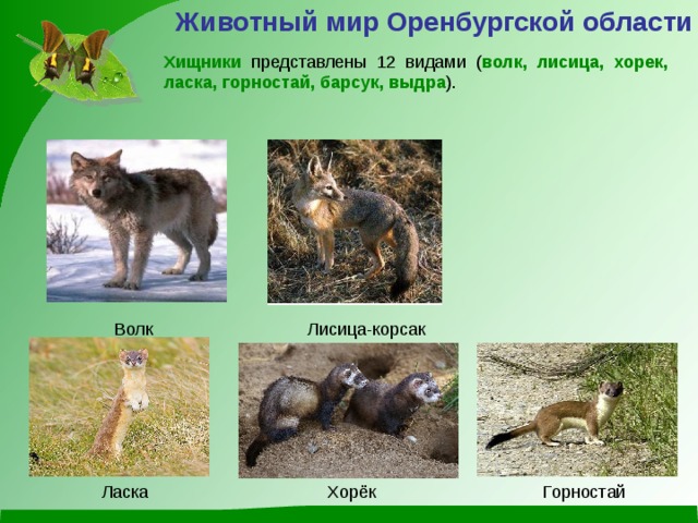 Животный мир Оренбургской области Хищники представлены 12 видами ( волк, лисица, хорек, ласка, горностай, барсук, выдра ). Лисица-корсак Волк Ласка Горностай Хорёк 