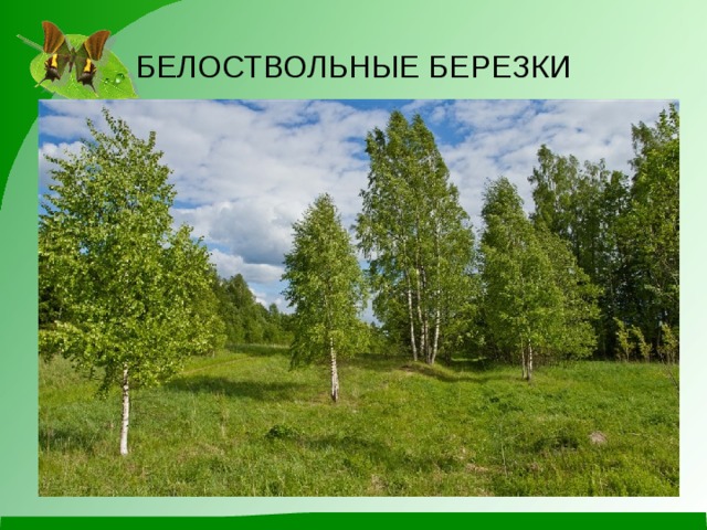 БЕЛОСТВОЛЬНЫЕ БЕРЕЗКИ 