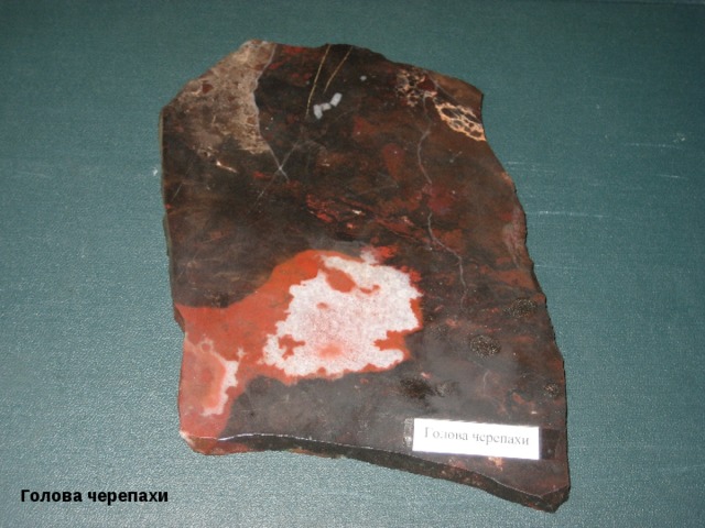 Голова черепахи 