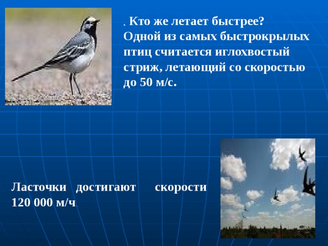 Ласточки достигают скорости 120 000 м/ч .  .  Кто же летает быстрее? Одной из самых быстрокрылых птиц считается иглохвостый стриж, летающий со скоростью до 50 м/с.  