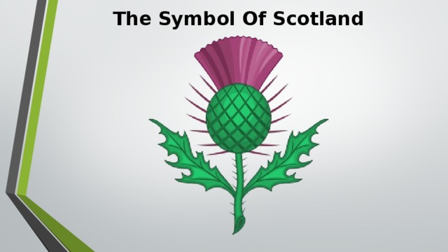 What is the symbol of scotland