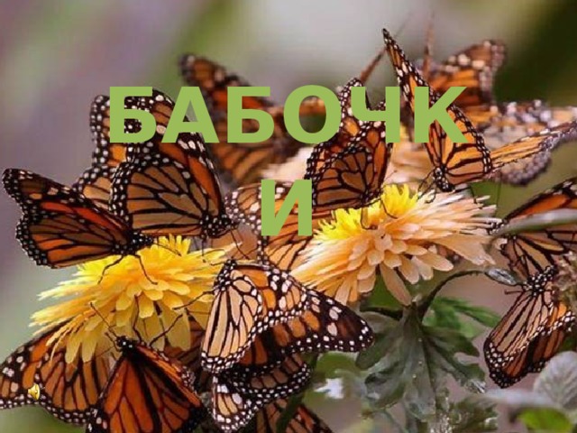 БАБОЧКИ 