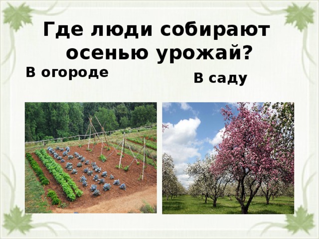 Где люди собирают  осенью урожай?  В саду   В огороде  