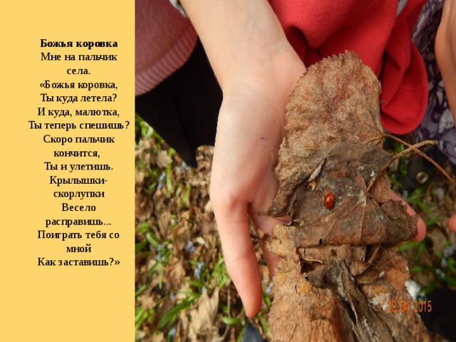  Божья коровка  Мне на пальчик села.  «Божья коровка,  Ты куда летела?  И куда, малютка,  Ты теперь спешишь?  Скоро пальчик кончится,  Ты и улетишь.  Крылышки-скорлупки  Весело расправишь...  Поиграть тебя со мной  Как заставишь?»   