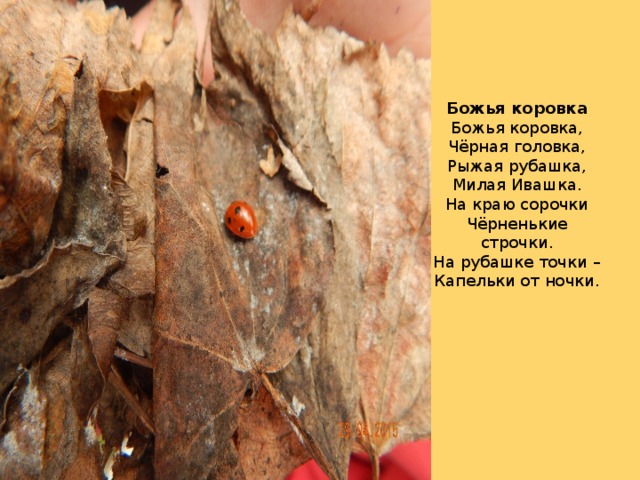   Божья коровка  Божья коровка,  Чёрная головка,  Рыжая рубашка,  Милая Ивашка.  На краю сорочки  Чёрненькие строчки.  На рубашке точки –  Капельки от ночки.   