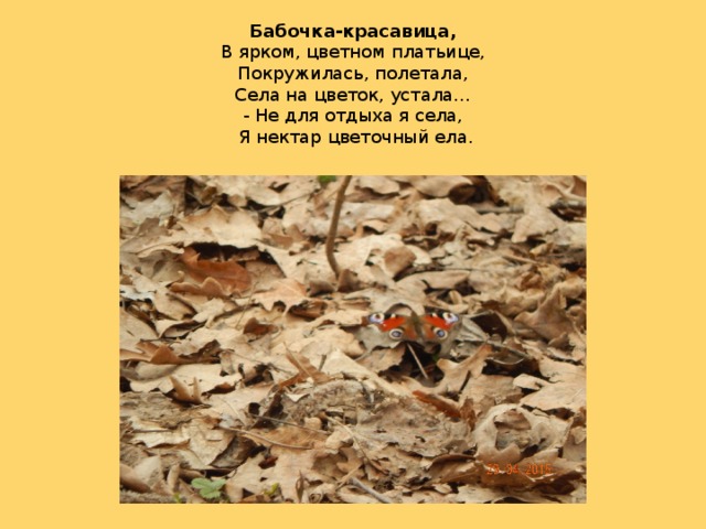   Бабочка-красавица,  В ярком, цветном платьице,  Покружилась, полетала,  Села на цветок, устала…  - Не для отдыха я села,   Я нектар цветочный ела.       