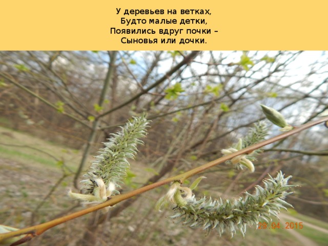 У деревьев на ветках,  Будто малые детки,  Появились вдруг почки –  Сыновья или дочки.   