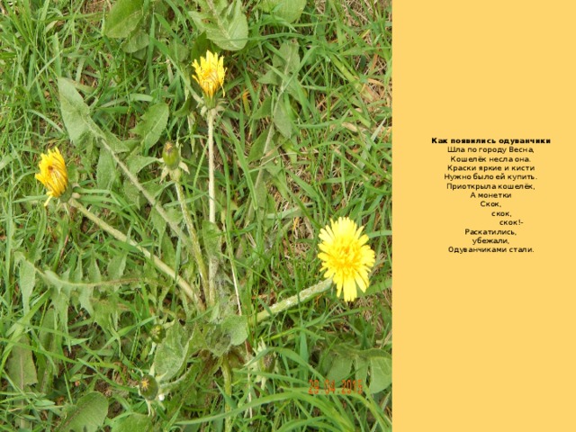               Как появились одуванчики  Шла по городу Весна,  Кошелёк несла она.  Краски яркие и кисти  Нужно было ей купить.  Приоткрыла кошелёк,  А монетки  Скок,           скок,                   скок!-  Раскатились,  убежали,  Одуванчиками стали.                                                