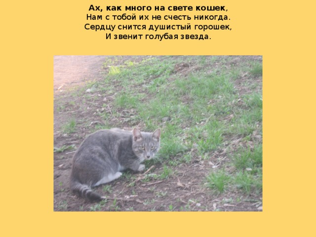 Ах, как много на свете кошек ,  Нам с тобой их не счесть никогда.  Сердцу снится душистый горошек,  И звенит голубая звезда.   