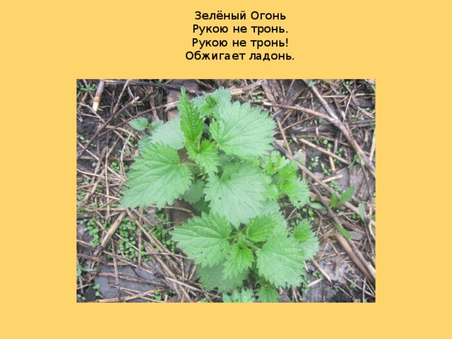 Зелёный Огонь  Рукою не тронь.  Рукою не тронь!  Обжигает ладонь.   