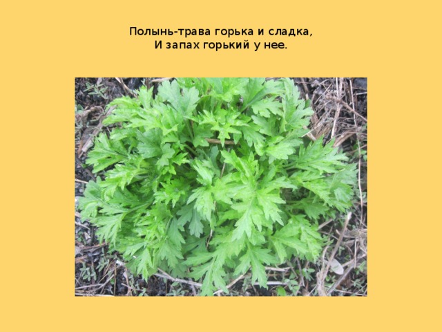  Полынь-трава горька и сладка,  И запах горький у нее. 
