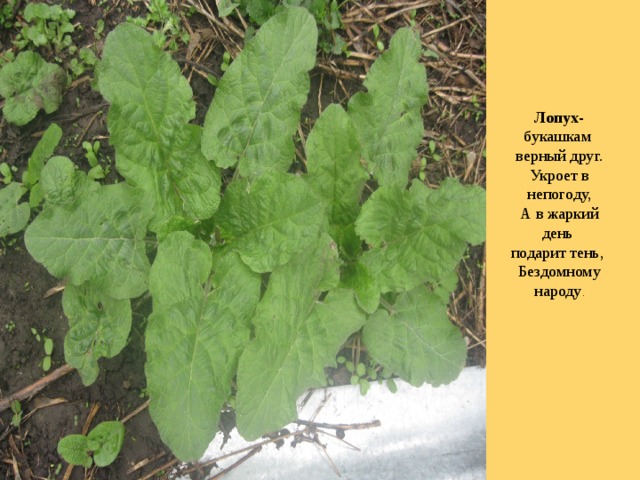 Лопух- букашкам  верный друг.  Укроет в непогоду,  А в жаркий день  подарит тень,  Бездомному народу . 