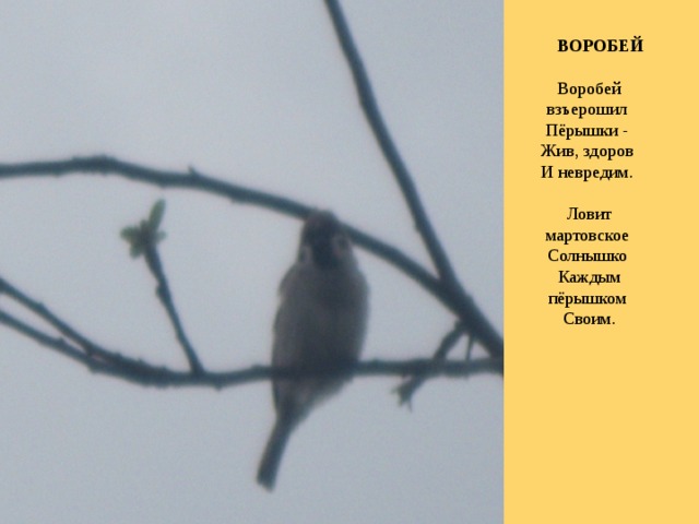          ВОРОБЕЙ      Воробей взъерошил   Пёрышки -   Жив, здоров   И невредим.      Ловит мартовское   Солнышко   Каждым пёрышком   Своим.      