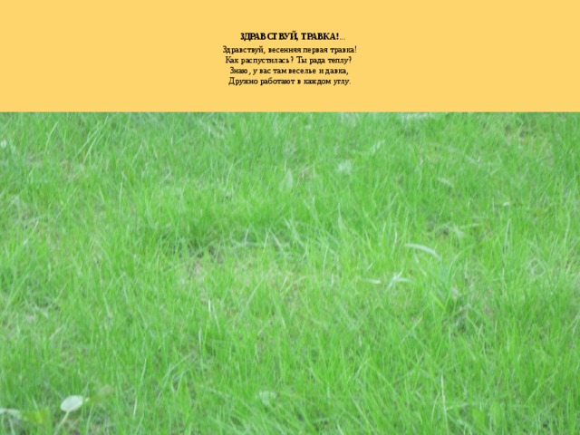     ЗДРАВСТВУЙ, ТРАВКА! ...    Здравствуй, весенняя первая травка!   Как распустилась? Ты рада теплу?   Знаю, y вас там веселье и давка,   Дружно работают в каждом yглy.   