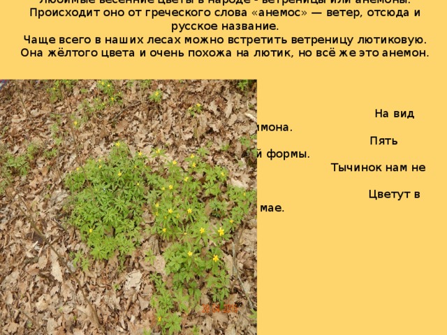 Любимые весенние цветы в народе - ветреницы или анемоны. Происходит оно от греческого слова «анемос» — ветер, отсюда и русское название.  Чаще всего в наших лесах можно встретить ветреницу лютиковую. Она жёлтого цвета и очень похожа на лютик, но всё же это анемон.        На вид цветы желтей лимона.  Пять лепестков, округлой формы.  Тычинок нам не сосчитать,  Цветут в апреле, чаще в мае.    