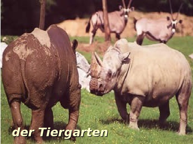 der Tiergarten