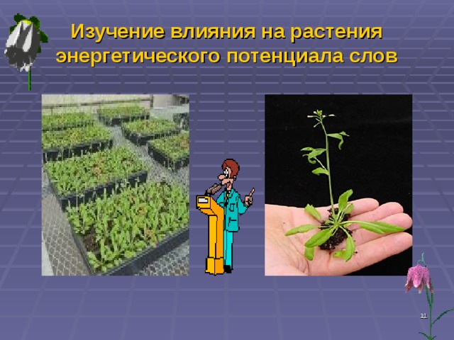 Презентация на тему Электричество в жизни растений