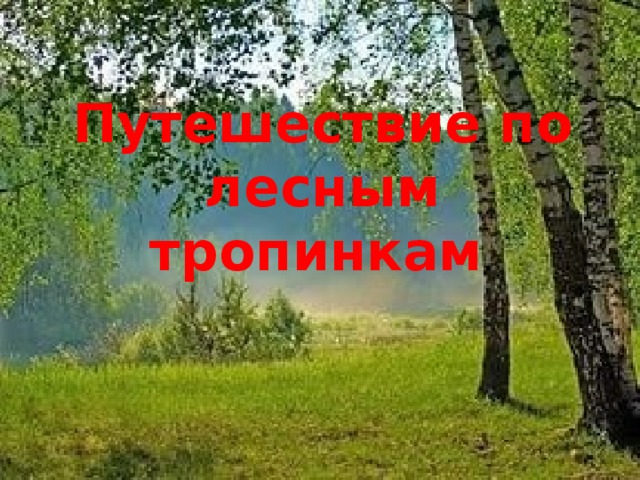 Путешествие по лесным тропинкам . 