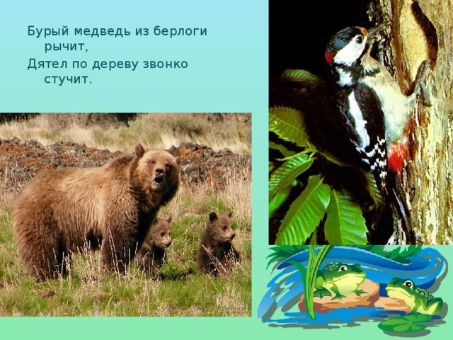 Бурый медведь из берлоги рычит, Дятел по дереву звонко стучит. 
