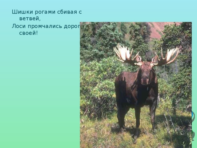 Шишки рогами сбивая с ветвей, Лоси промчались дорогой своей! 