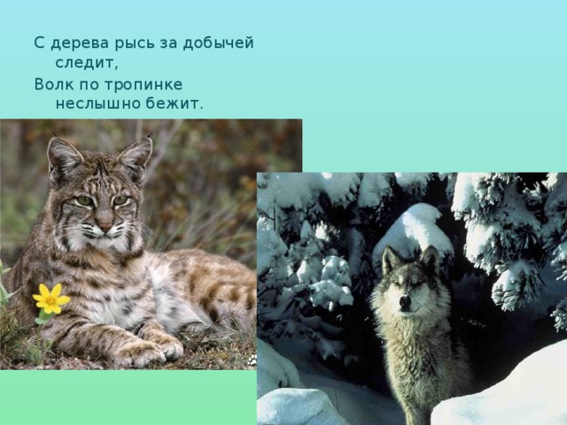 С дерева рысь за добычей следит, Волк по тропинке неслышно бежит. 