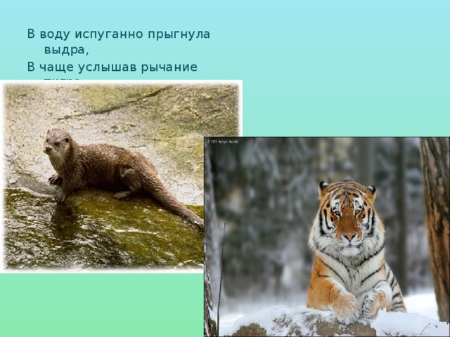 В воду испуганно прыгнула выдра, В чаще услышав рычание тигра. 