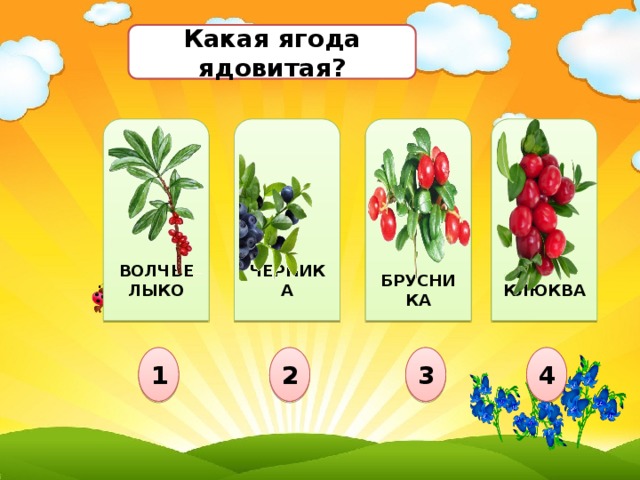 Какая ягода ядовитая?                     КЛЮКВА  БРУСНИКА ВОЛЧЬЕ  ЛЫКО ЧЕРНИКА 4 3 2 1 