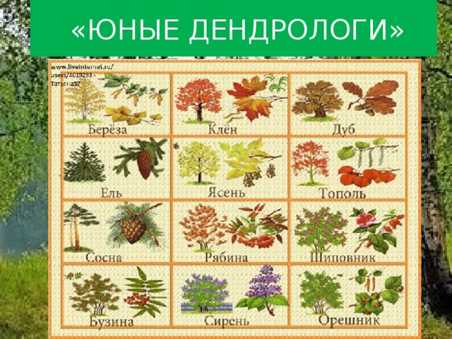  «ЮНЫЕ ДЕНДРОЛОГИ» 