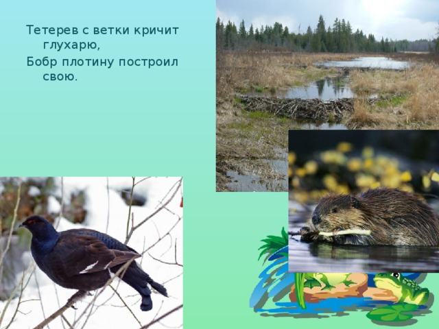 Тетерев с ветки кричит глухарю, Бобр плотину построил свою. 