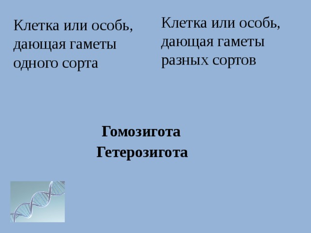 Клетка или особь, дающая гаметы разных сортов Клетка или особь, дающая гаметы одного сорта Гомозигота Гетерозигота 