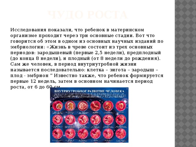 Чудо роста Исследования показали, что ребенок в материнском организме проходит через три основные стадии. Вот что говорится об этом в одном из основных научных изданий по эмбриологии: «Жизнь в чреве состоит из трех основных периодов: зародышевый (первые 2,5 недели), предплодный (до конца 8 недели), и плодный (от 8 недели до рождения). Сам же человек, в период внутриутробной жизни называется последовательно: клетка – зигота – зародыш – плод - эмбрион ”￼ Известно также, что ребенок формируется первые 12 недель, затем в основном начинается период роста, от 6 до 60 см. 