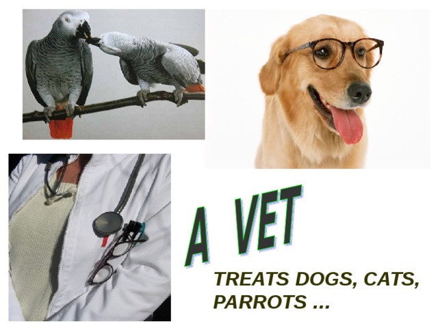 TREATS DOGS, CATS, PARROTS … 