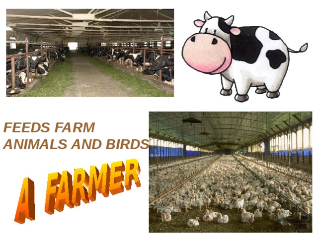 FEEDS FARM ANIMALS AND BIRDS 